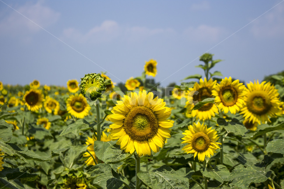 꽃,해바라기,배경,백그라운드,풍경,여름,자연,경관,노란색,노랑,하늘,구름,자연,풍경,nature,landscape,plant,식물,flower,blossom