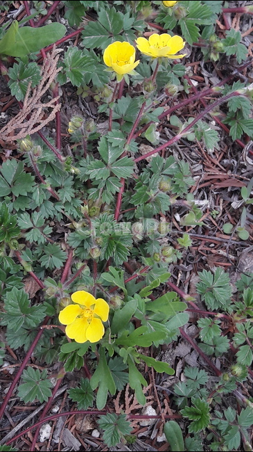 봄,푸른수목원,꽃,세잎양지꽃,노란색,봄,계절,spring,season,식물,자연,plants,nature,꽃,flower,leaf,잎,plant,geranium,제라늄,blossom,vase,병 장식,potted plant,화분,pottery,도기류,jar,항아리