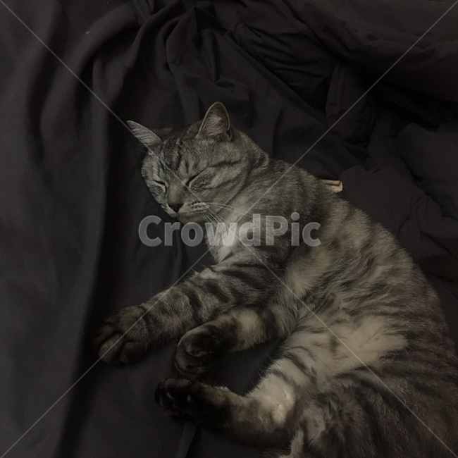 고양이,동물,애완동물,반려동물,귀여움,포유류,animal,mammal,kitty,kitten,반려묘,휴식,힐링