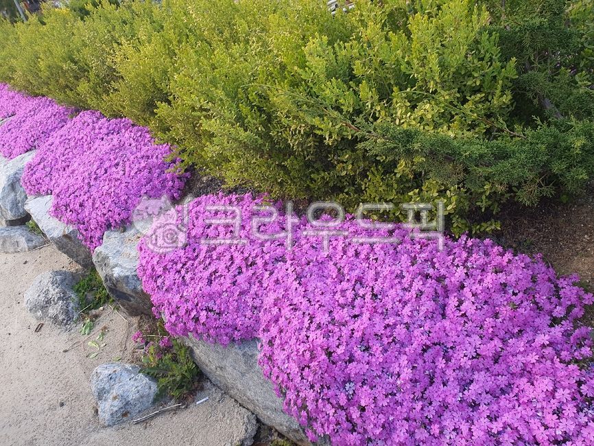 정원,꽃,꽃잔디,식물,plant,공원,조경,봄꽃,flower