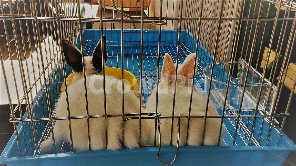 토끼,동물,부부,사랑,뒷태,뒤,모습,친구,검정,핑크,동물,animal,포유류,mammal
