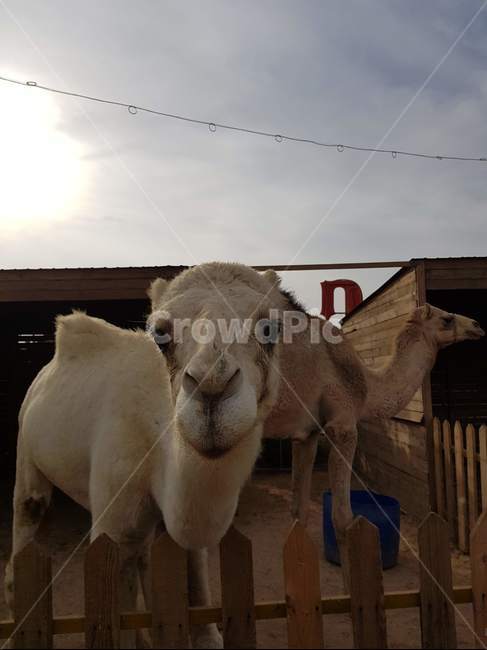 camel,animal,동물,mammal,낙타,동물,animal,포유류,mammal