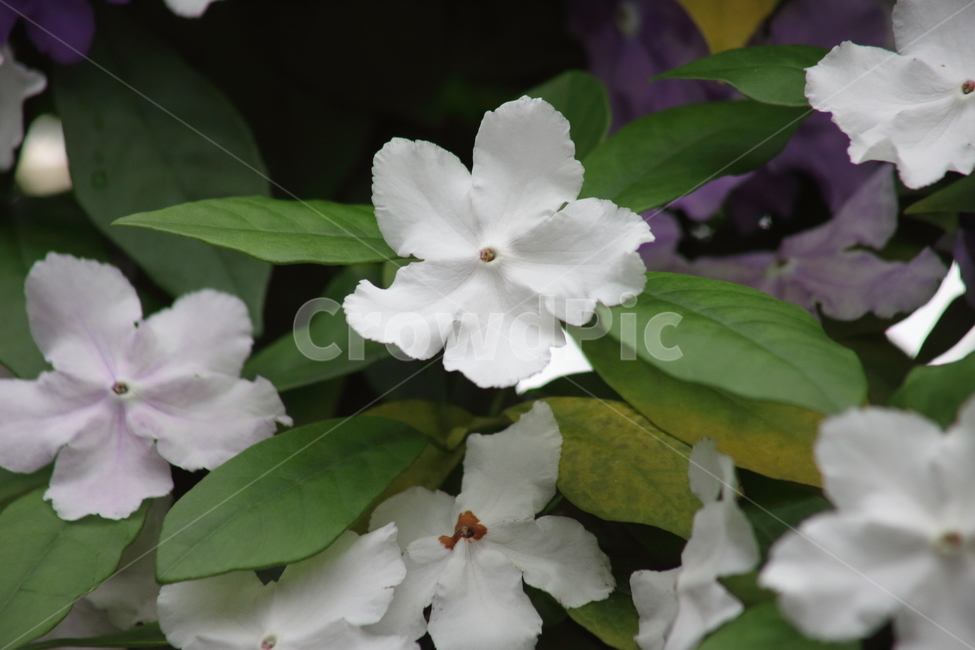 파우키플로라브룬펠시아,가지과,꽃,온실,brunfelsiapauciflora,식물,자연,plants,nature,꽃,flower