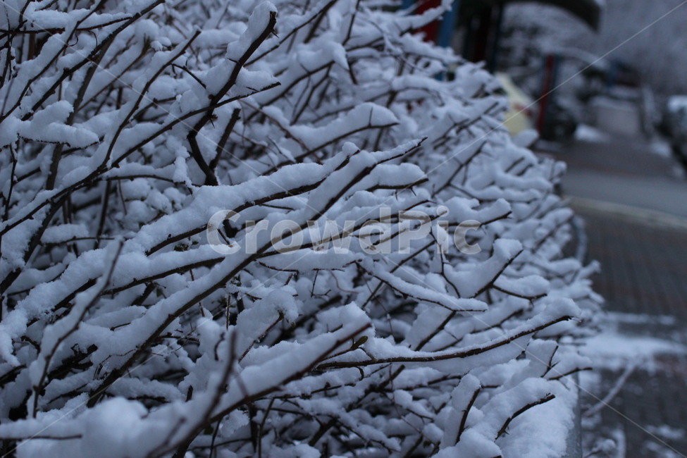 겨울나무,눈꽃,눈내린나무,눈꽃나무,눈꽃세상,겨울,계절,winter,season,식물,자연,plants,nature