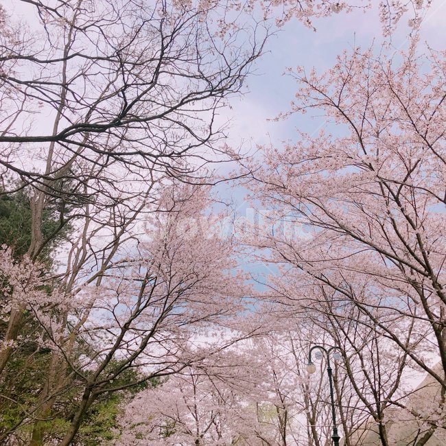 봄,벚꽃,꽃나무,풍경,힐링,식물,자연,plants,nature,꽃,flower,나무,trees,wood