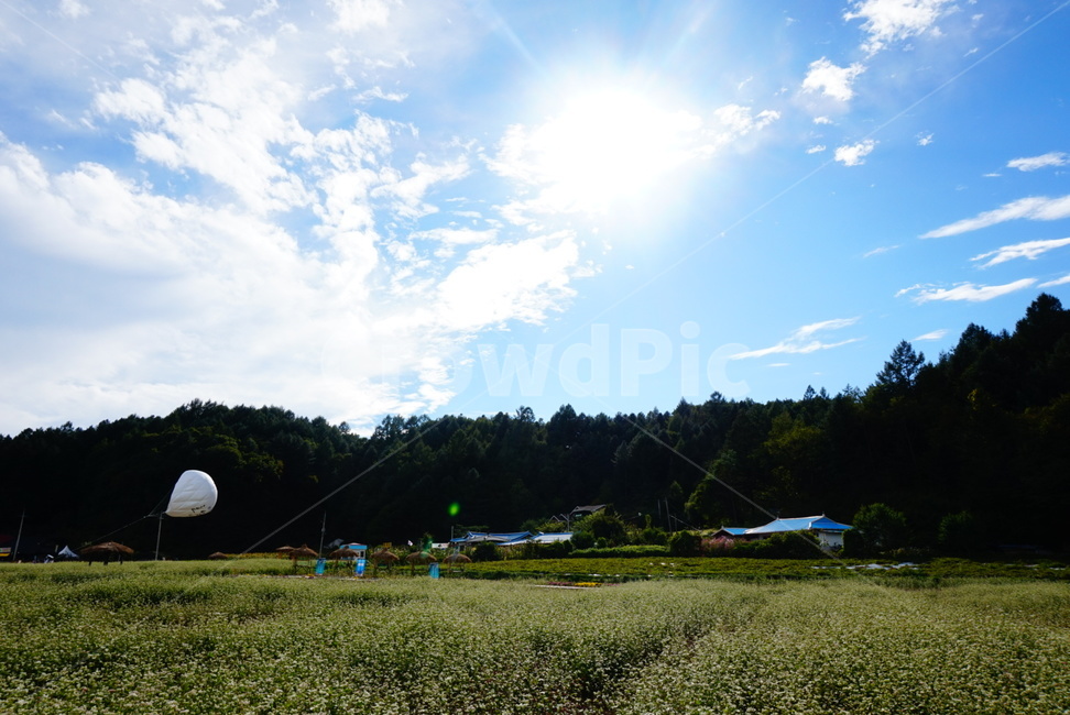 buckwheatflower,봉평,메밀꽃,꽃,하늘,풍경,자연,sky,nature,bea,beautiful