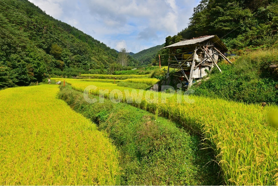 nature,자연,outdoors,field,들,옥외,rural,농촌,farm,농장,다랭이논,다랭이,농업,농사,농경지,경작,농경,벼농사,농업,농사,agriculture,farming,farming industry