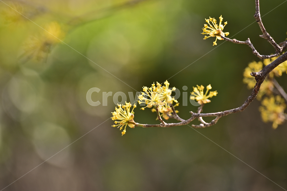 산수유,봄꽃,그린,연녹색,봄배경,보케,빛망울,플레어,야외,옥외,아웃도어,그리너리,leaf,잎,plant,식물,flare,노랑색꽃,blossom,background,배경,바탕,백그라운드,시즌,계절,봄,계절,spring,season,식물,자연,plants,nature