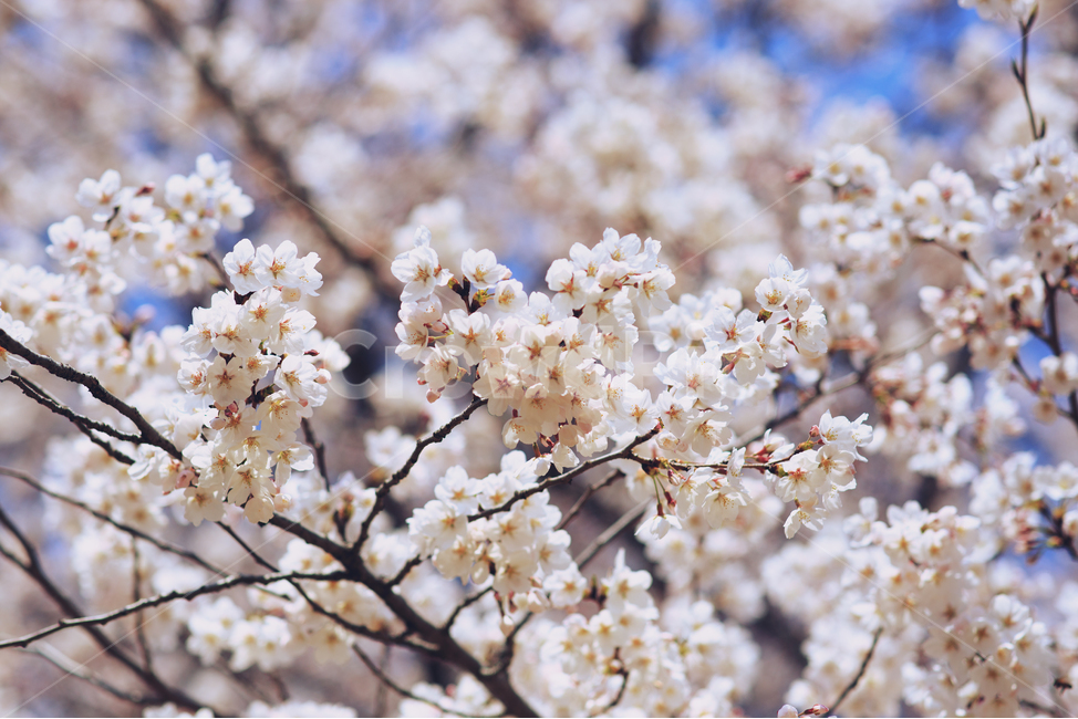 plant,식물,blossom,flower,꽃,봄,spring,tree,나무,봄,계절,spring,season,식물,자연,plants,nature,꽃,flower