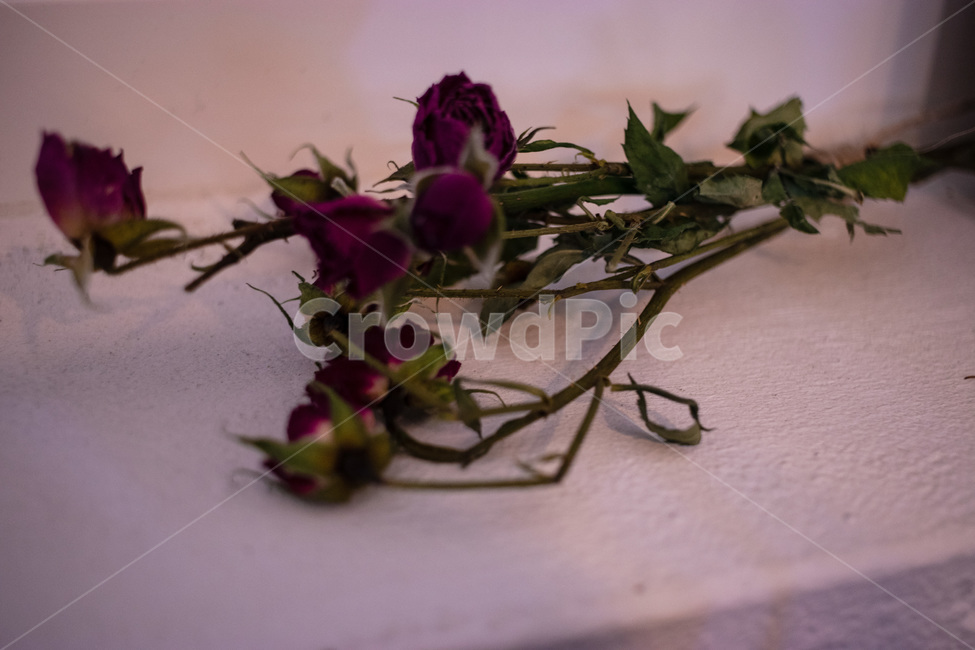 꽃,장미,말린장미,rose,dryflower,식물,자연,plants,nature,꽃,flower