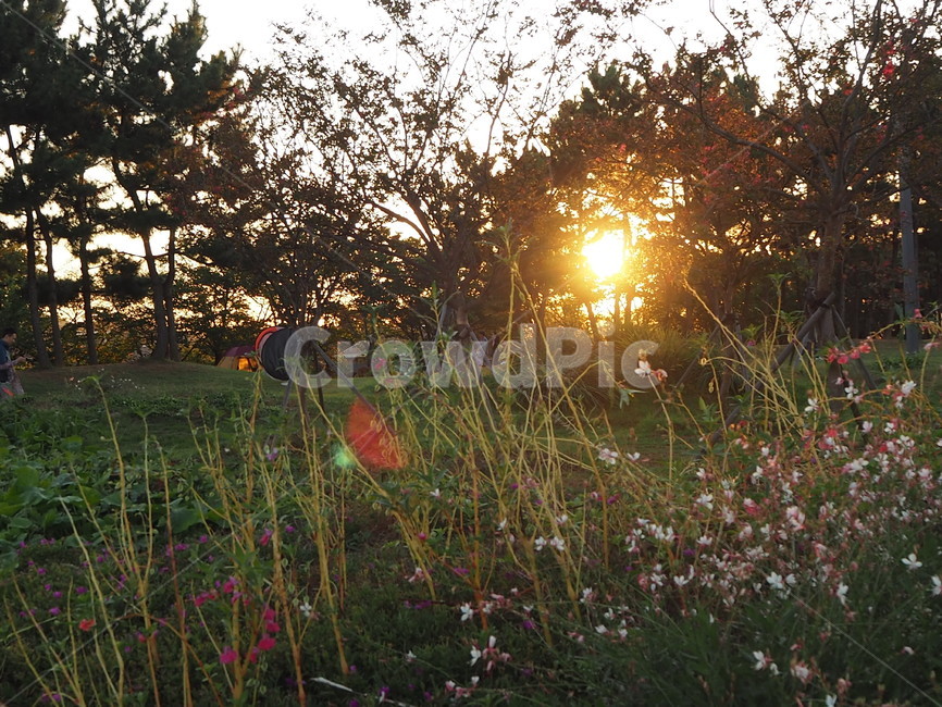 light,빛,flare,플레어,자연,공원,잔디,grass,불빛,nature,outdoors,옥외,sky,하늘,자연,풍경,nature,landscape