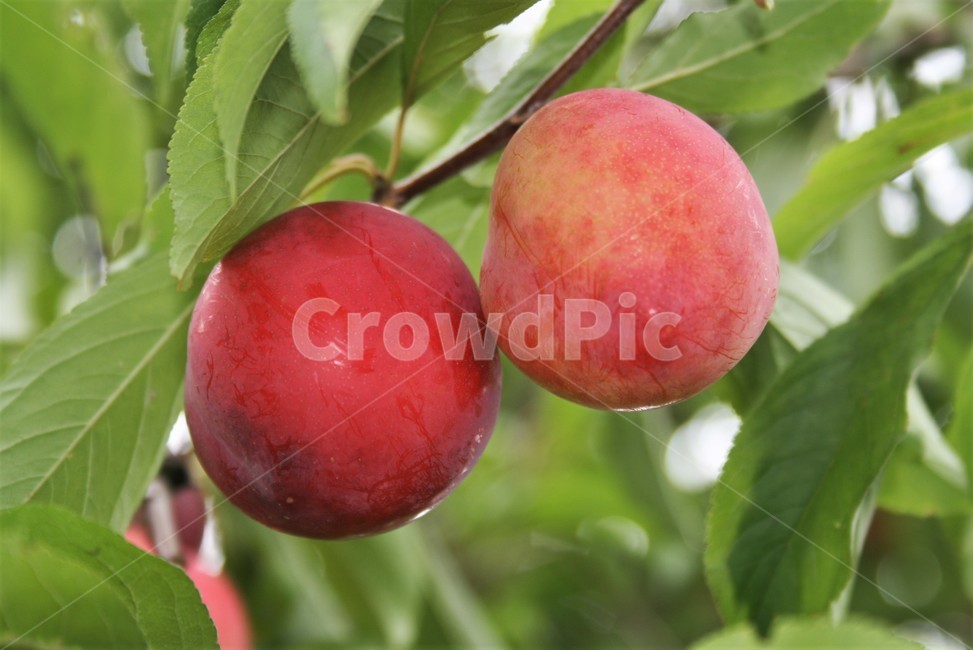 자두,자두나무열매,오얏,자도,과일,재배종,식물,자연,plants,nature,과일,열매,fruit