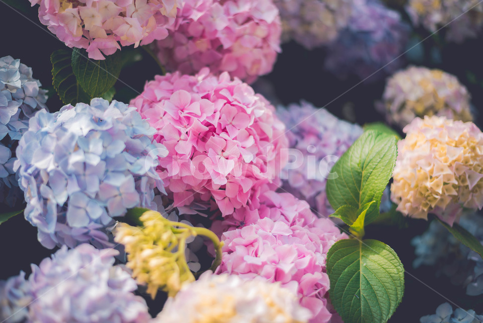 수국,꽃,식물,여름꽃,핑크꽃,분홍꽃,식물,자연,plants,nature,꽃,flower,색깔,색상,색채,색감,color sense,color sensitivity,feeling of color