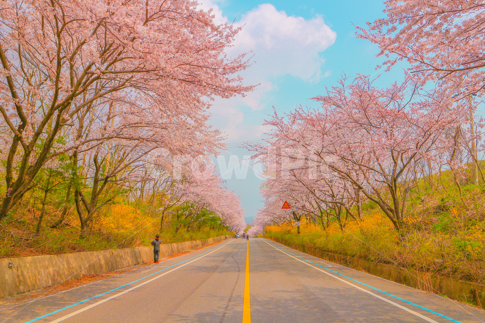 벚꽃,봄,꽃,울산,cherryblossom,flower,spring,ulsan,pink,봄,계절,spring,season,자연,풍경,nature,landscape,한국자연풍경,한국자연경관,korea nature landscape,색깔,색상,색채,색감,color sense,color sensitivity,feeling of color,plant,식물,human,인간,person,사람