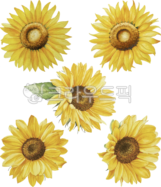 해바라기,꽃,여름,노랑,오렌지색,개화,만개,수채화,손그림,sunflower,flower,blooming,blossom,yellow,orange,watercolor,handdrawn,summer