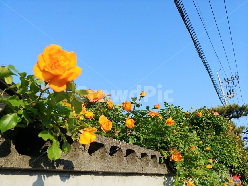 장미,노랑장미,rose,yellow,꽃,flower,식물,plant,여름,담장