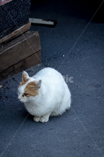 고양이,여행,스냅,분위기,귀욤,동물,animal,포유류,mammal,고양이,cat,kitten,kitty