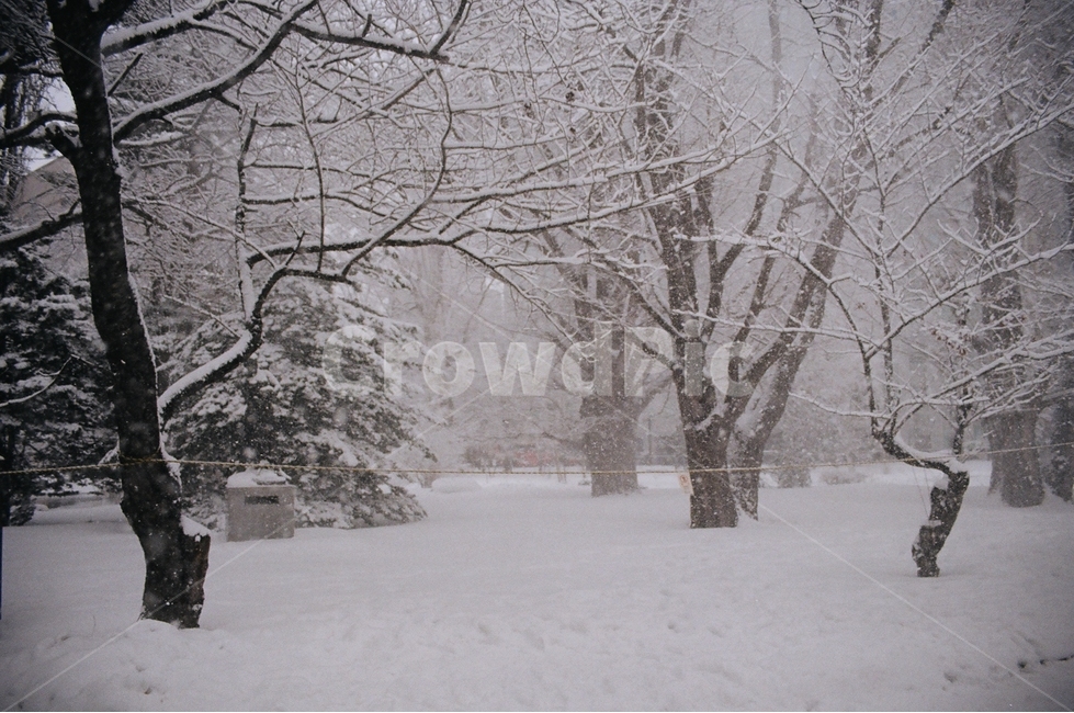 눈,겨울,필름카메라,풍경,자연,눈밭,볏짚,나무,공원,삿포로,겨울,계절,winter,season