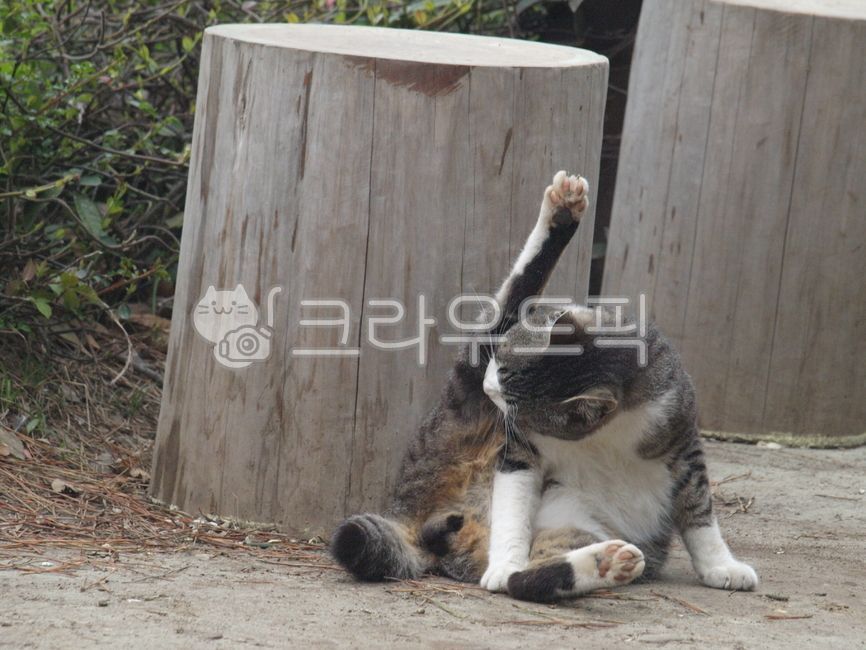 stray cat,cat,animal