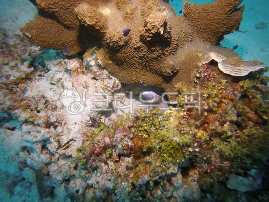 곰치,스킨스쿠버,스쿠버다이빙,바다,해양생물,자연,sea,ocean,열대어,산호초,해수어,암초,생선,fish,coralreef