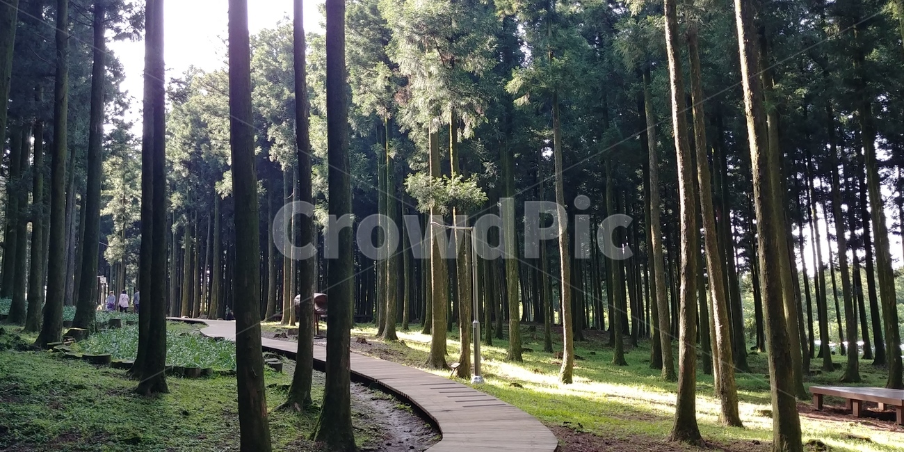 나무,숲,길,수목원,제주도,tree,forest,road