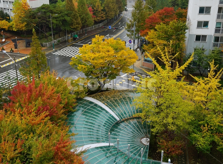 가을,단풍,나무,도로,풍경,가을,계절,fall,autumn,season,도시,풍경,city,landscape,한국도시풍경,한국도시경관,korea cityscape,outdoors,옥외,road,intersection,교차로