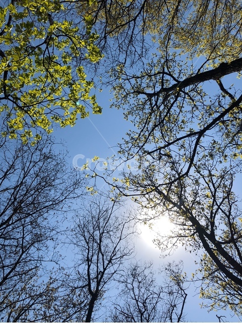 light,빛,식물,tree,나무,하늘,sky,봄,초록,green,초록색,파랑,파란,blue,skyblue
