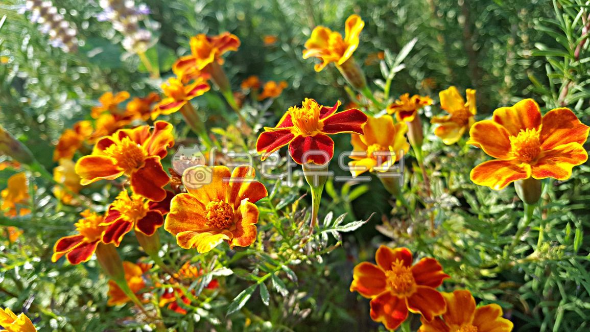 메리골드,marigold,천수국,만수국,꽃,식물,plant