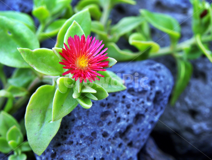 썬로즈,야생화,식물,꽃,석류풀과,식물,자연,plants,nature,꽃,flower
