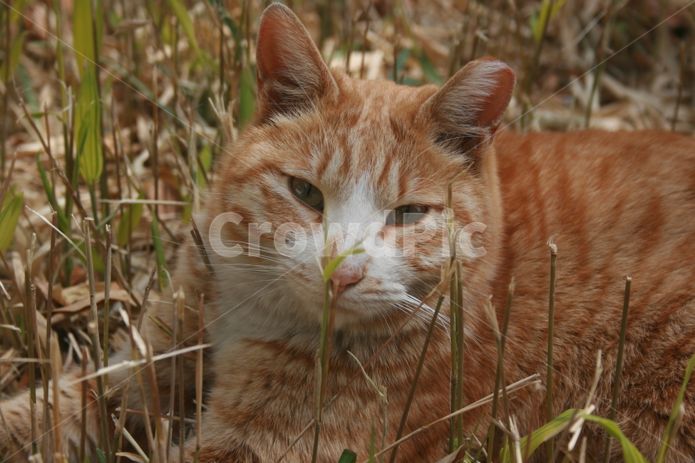 길고양이,길냥이,고양이,cat,straycat,치즈냥이,치즈태비,orangecat,kitten,kitty,동물,동물,animal,포유류,mammal,고양이,cat,kitten,kitty