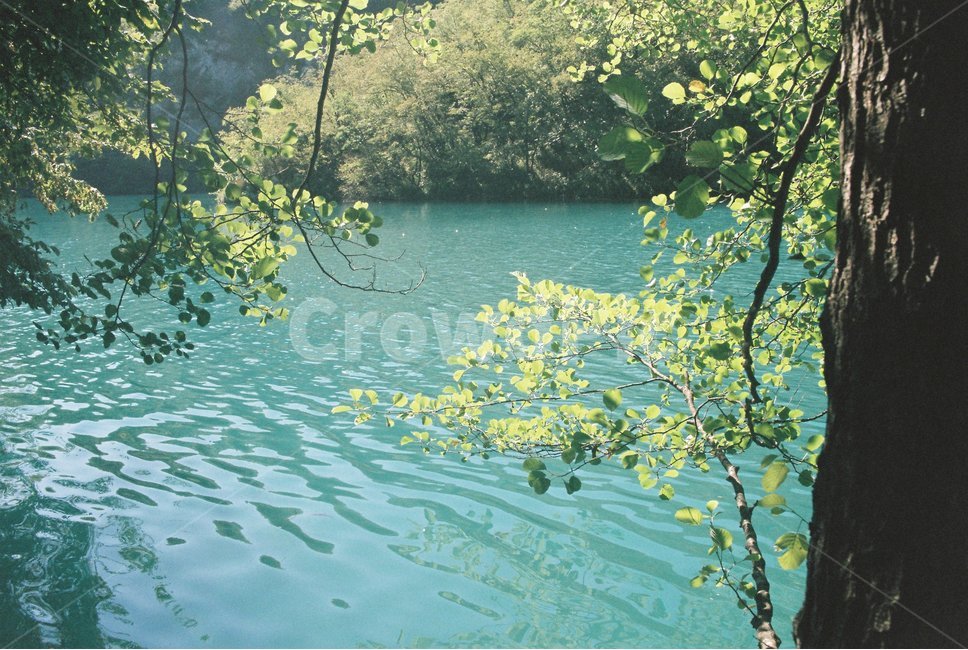 water,물,outdoors,옥외,plant,자연,nature,식물