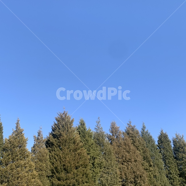 tree,나무,전나무,plant,식물