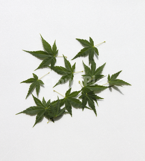 가지,잎사귀,나뭇가지,잎,이파리,단풍,나뭇잎,녹색,그린,초록색,흰배경,줄기,자연,식물,클로즈업,단풍잎,탑,탑뷰,탑앵글,식물,자연,plants,nature