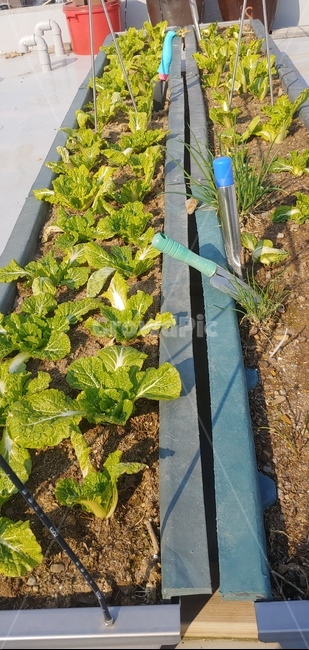plant,식물,텃밭,밭,모종삽,화분,흙,돌,농사,농산물