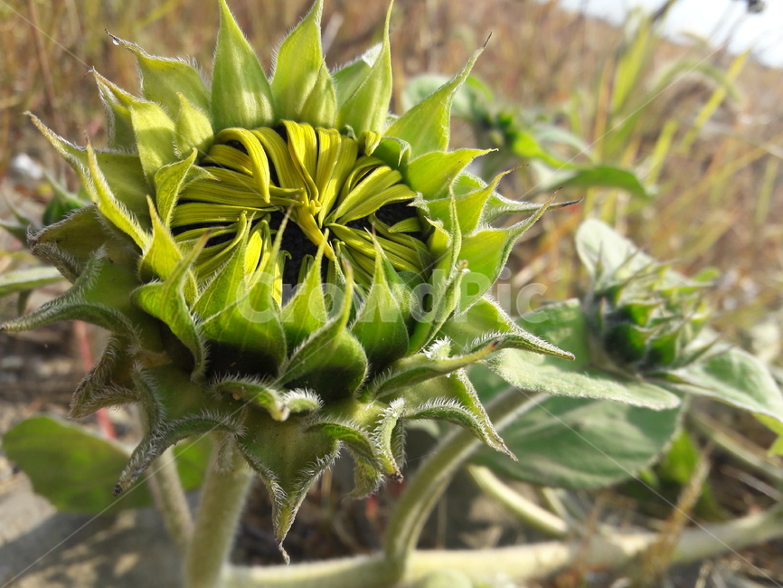 해바라기,해바라기꽃망울,해바라기꽃봉우리,sunflowerbud,bud,꽃,flower,싹,plant,식물,새싹,sprout,sunflower,향일화,산자연,조일화,꽃망울,태양의꽃,황금꽃,잎자루,꽃봉우리,식물,자연,plants,nature,꽃,flower