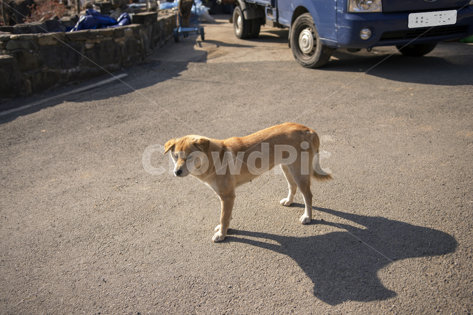 개,그림자,노랑,순종,시골,토종개,동물,animal,포유류,mammal,개,강아지,dog,doggy