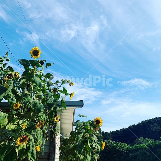 해바라기,시골,하늘,풍경,산,식물,outdoors,plant,식물,자연,plants,nature,꽃,flower