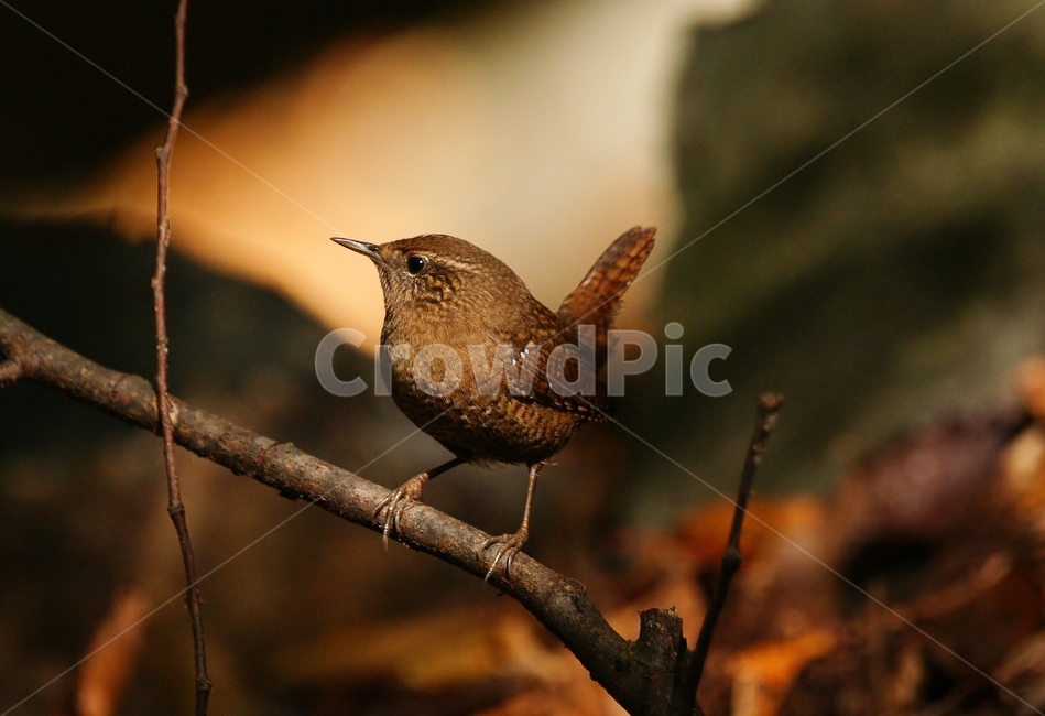 굴뚝새,조류,텃새,새,산새,동물,animal,조류,새,birds