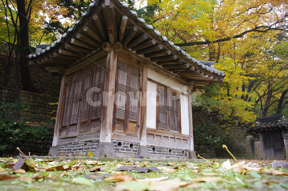 창덕궁,창덕궁후원,의두합,고궁,건축,전통건축,traditional,전통,가을,fall,나무,식물,plant,단풍,가을,계절,fall,autumn,season,한국전통,한국문화,korean traditional,korean culture,건축물,건물외관,exterior,building,structure,architecture,construction,outdoors,옥외