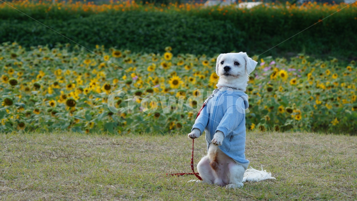 강아지,애견,반려견,애완견,dog,동물,animal,포유류,mammal,개,강아지,dog,doggy