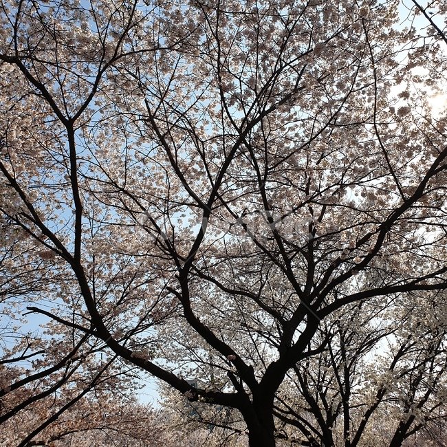 tree,나무,plant,식물,treetrunk,식물,자연,plants,nature,꽃,flower,나무,trees,wood