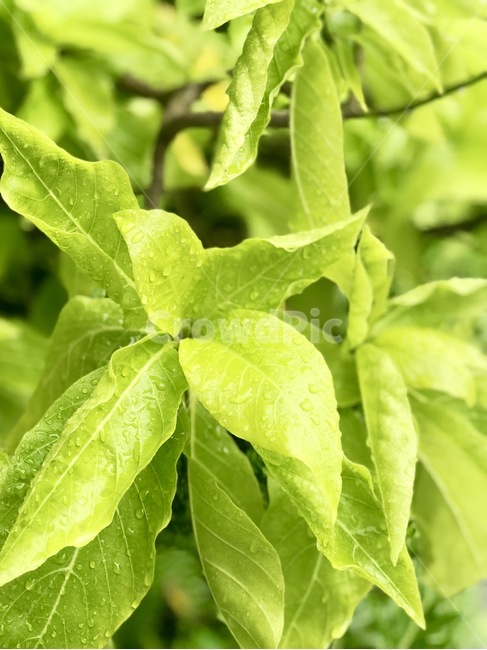 풀,잎,빗방울,이슬,그린,푸르름,싱그러움,식물,자연,plants,nature