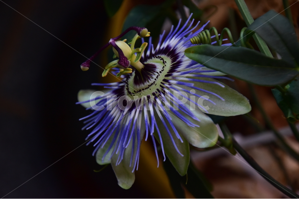 시계초,블루스카이,클리어스카이,꽃,봄꽃,식물,자연,plants,nature,꽃,flower
