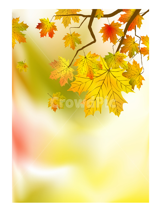 단풍,가을,fall,배경,background,가을,계절,fall,autumn,season,식물,자연,plants,nature,leaf,잎,plant,tree,나무,maple