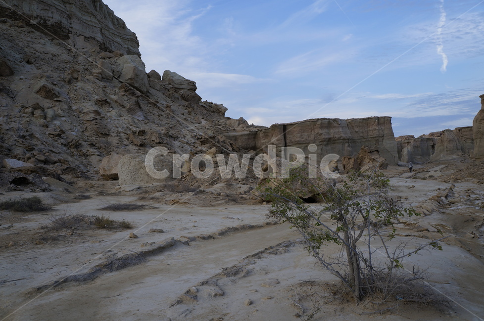 nature,자연,desert,bush,grandnature