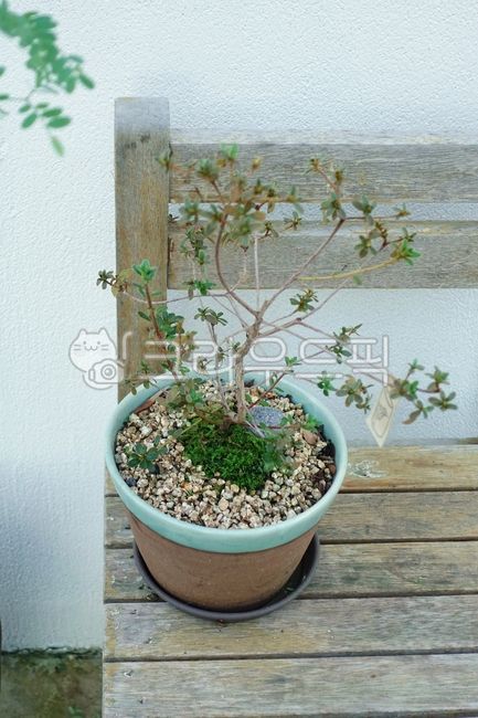 ceramic,stool,wooden chair,tree,ceramic flower pot,interior,pot,old chair,plant,garden