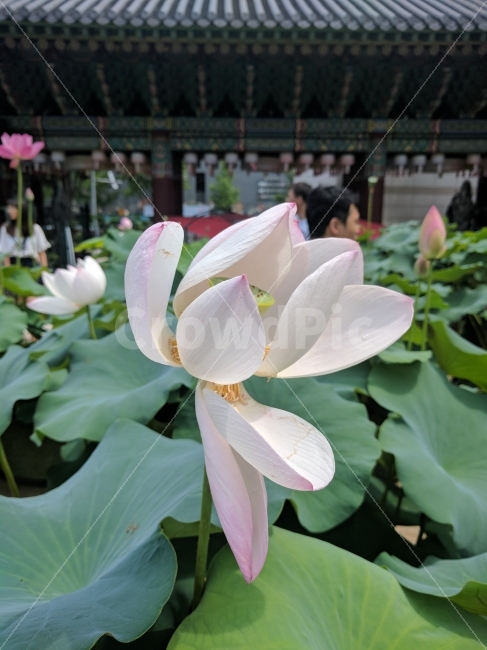 절,연꽃,초파일,하얀연꽃,불교,부처님오신날,4월초파일,식물,자연,plants,nature,꽃,flower