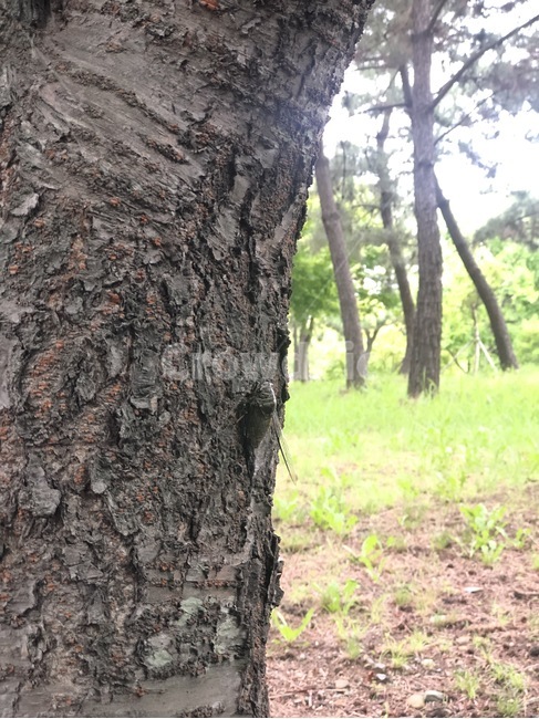 tree,나무,treetrunk,plant,식물,나무줄기,매미