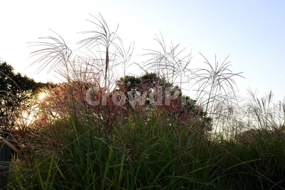 억새,억새풀,식물,자연,가을,벼과,억새축제,하늘공원,공원,상암동,가을,계절,fall,autumn,season,grass,잔디,plant,lawn,reed,갈대