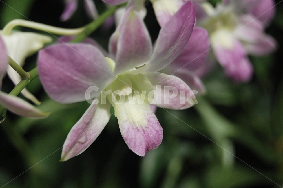 plant,꽃,flower,orchid,난꽃,식물,자연,plants,nature,꽃,flower